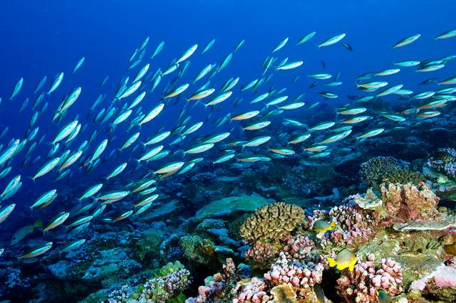 1757469880124535.jpg 海洋生態(tài)系統(tǒng).jpg