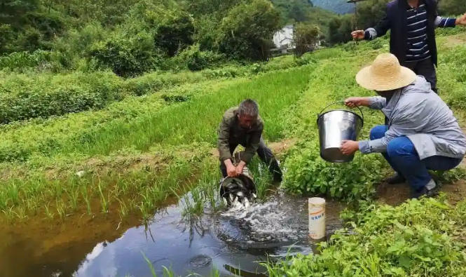 稻田養(yǎng)魚.jpg